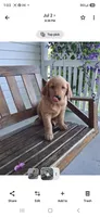 Veronica, a female Golden Retriever for sale in Vestaburg, MI – 1 of 1