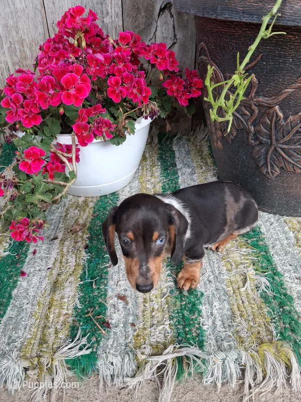 Scout – Miniature Dachshund puppy for sale in Vestaburg, MI