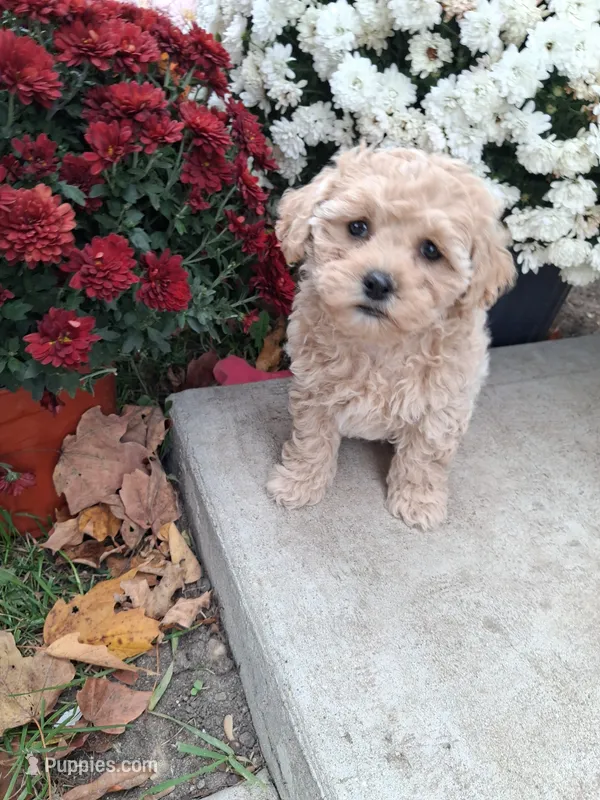 Fern – Shihpoo puppy for sale in Vestaburg, MI