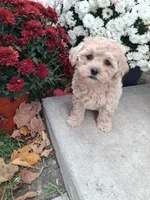 Fern, a female Shihpoo for sale in Vestaburg, MI – 1 of 2