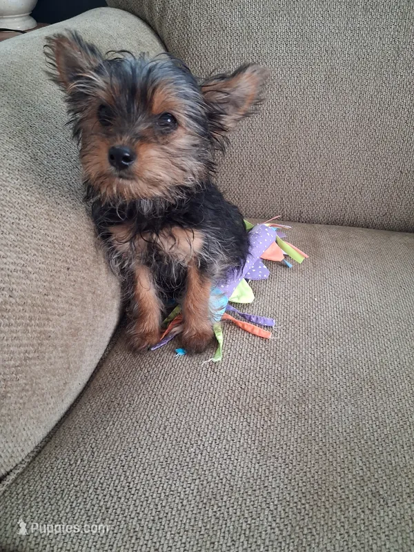 Trixie – Yorkshire Terrier puppy for sale in Vestaburg, MI