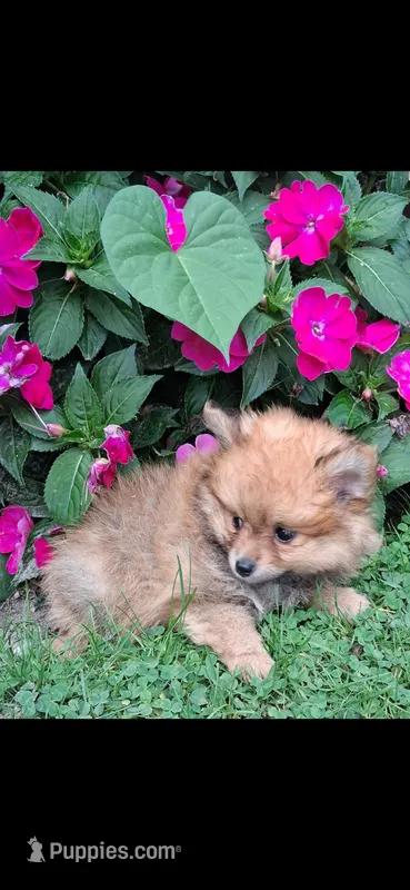Teddy – Pomeranian puppy for sale in Vestaburg, MI