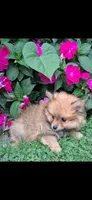 Teddy, a male Pomeranian for sale in Vestaburg, MI – 1 of 1