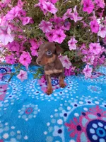 Sandy, a male Miniature Pinscher for sale in Vestaburg, MI – 2 of 5