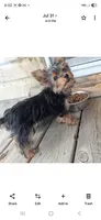 Trixie, a female Yorkshire Terrier for sale in Vestaburg, MI – 1 of 3