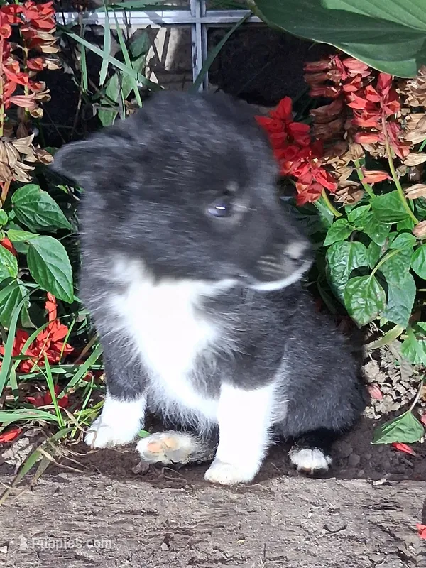 Max – Schipperke puppy for sale in Vestaburg, MI