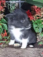 Max, a male Schipperke for sale in Vestaburg, MI – 1 of 1