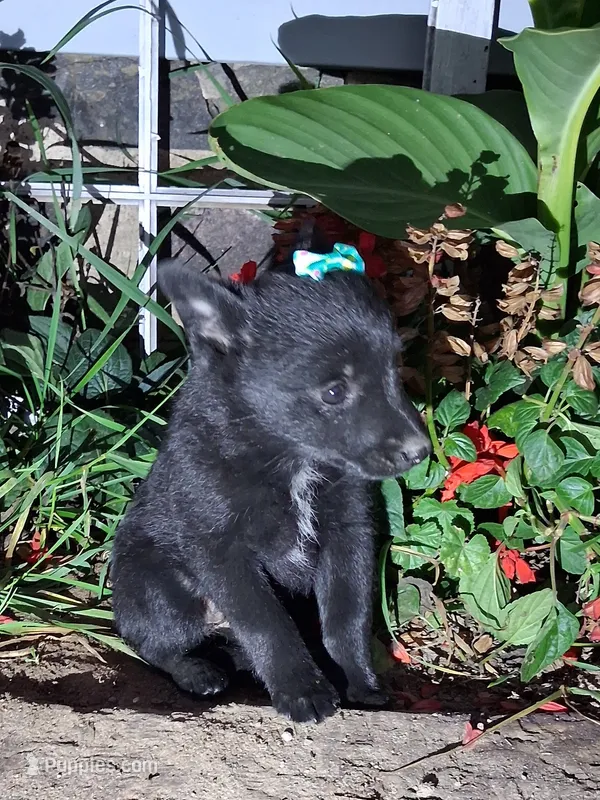 Mickie – Schipperke puppy for sale in Vestaburg, MI