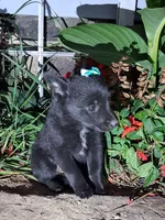 Mickie, a female Schipperke for sale in Vestaburg, MI – 1 of 1
