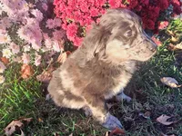 Rosie, a female Australian Shepherd and Golden Retriever for sale in Vestaburg, MI – 3 of 3