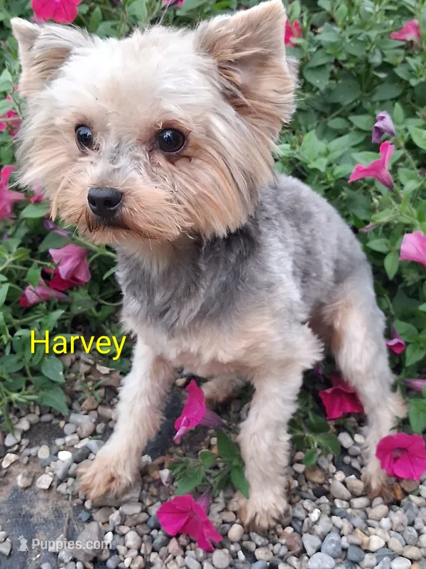 Harvey  – Yorkshire Terrier puppy for sale in Vestaburg, MI