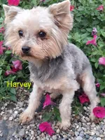 Harvey , a male Yorkshire Terrier for sale in Vestaburg, MI – 1 of 3