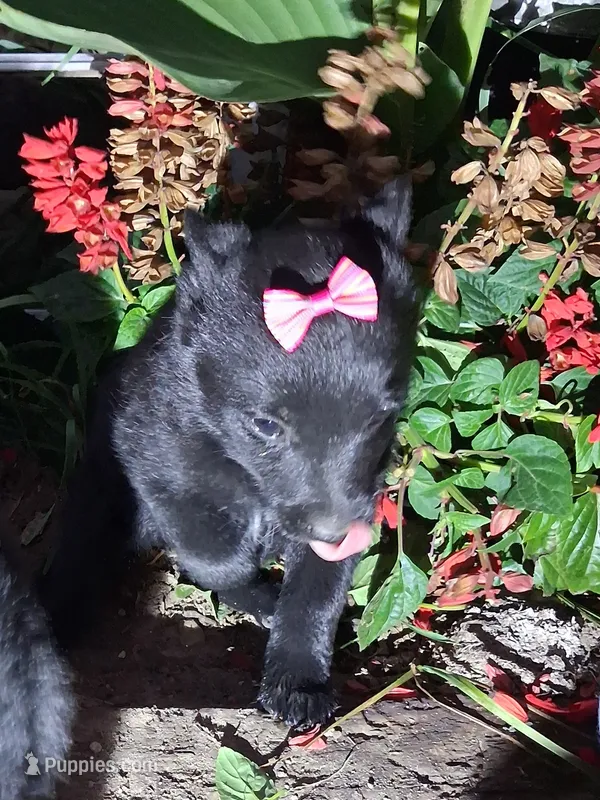 Minnie – Schipperke puppy for sale in Vestaburg, MI
