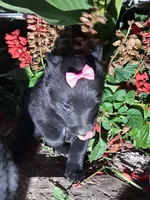 Minnie, a female Schipperke for sale in Vestaburg, MI – 1 of 1