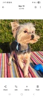 Harley , a male Yorkshire Terrier for sale in Vestaburg, MI – Photo 1 of 2
