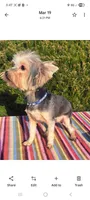 Harley , a male Yorkshire Terrier for sale in Vestaburg, MI – Photo 2 of 2