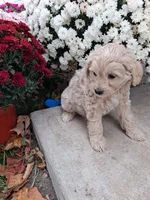 Frank, a male Shihpoo for sale in Vestaburg, MI – 2 of 3