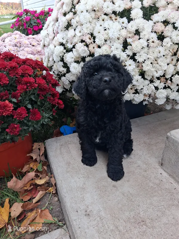 Flipper – Shihpoo puppy for sale in Vestaburg, MI
