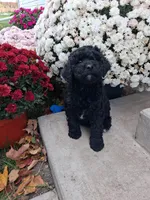 Flipper, a male Shihpoo for sale in Vestaburg, MI – 1 of 3