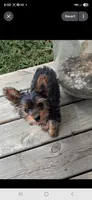 Trixie, a female Yorkshire Terrier for sale in Vestaburg, MI – 2 of 3