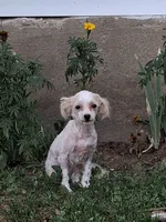 Winkie, a male Maltipoo for sale in Vestaburg, MI – 4 of 5