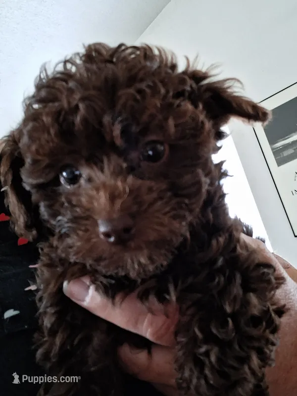 Roxie – Poodle - Miniature  puppy for sale in Vestaburg, MI