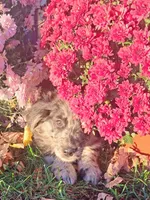 Rosie, a female Australian Shepherd and Golden Retriever for sale in Vestaburg, MI – 2 of 3