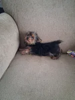 Trixie, a female Yorkshire Terrier for sale in Vestaburg, MI – 2 of 2