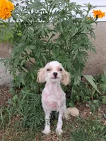 Winkie, a male Maltipoo for sale in Vestaburg, MI – 5 of 5