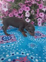 Sandy, a male Miniature Pinscher for sale in Vestaburg, MI – 5 of 5