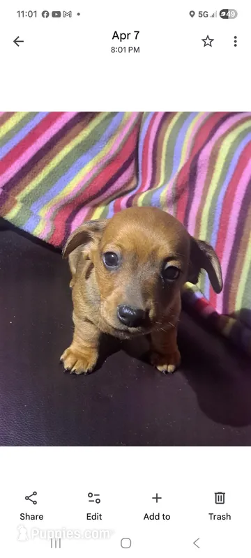 Sissie – Miniature Dachshund puppy for sale in Vestaburg, MI