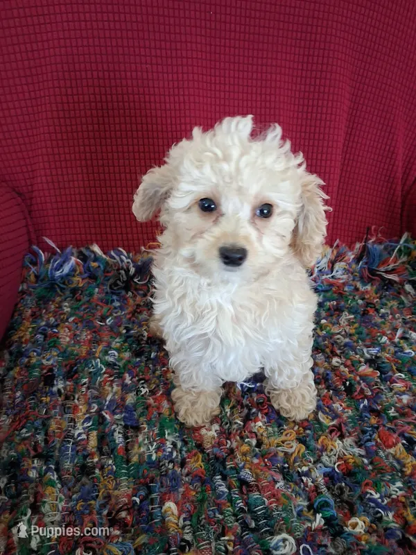 Ronda – Poodle - Miniature  puppy for sale in Vestaburg, MI
