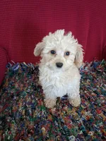 Ronda, a female Poodle - Miniature  for sale in Vestaburg, MI – 1 of 1