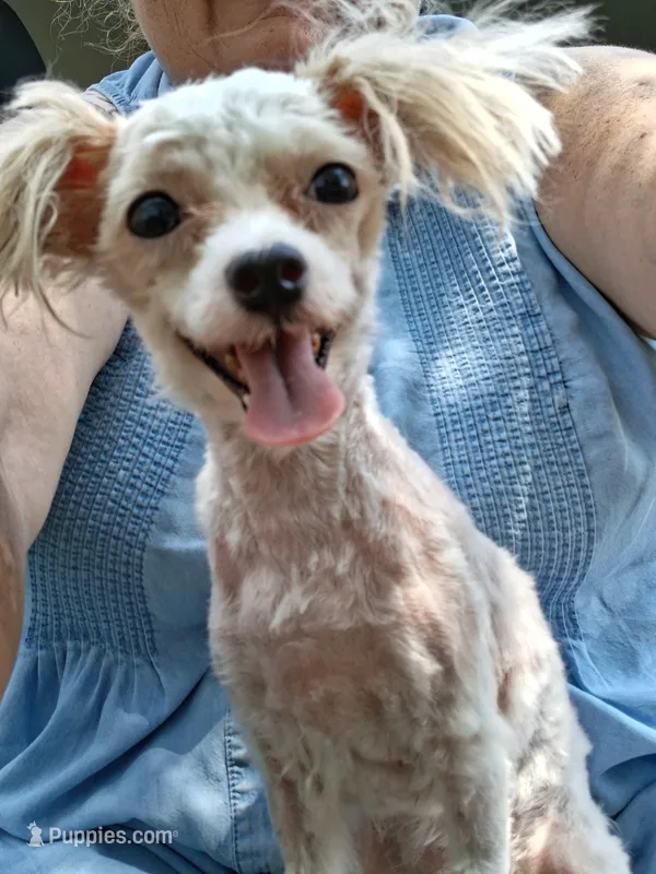 Winkie – Maltipoo puppy for sale in Vestaburg, MI