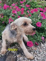 Happy, a male Yorkshire Terrier for sale in Vestaburg, MI – 2 of 4