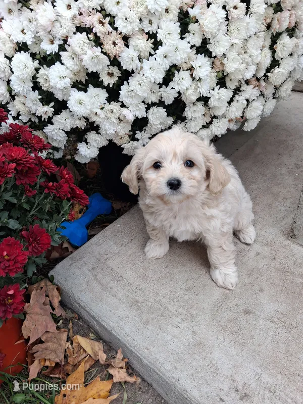 Fred – Shihpoo puppy for sale in Vestaburg, MI