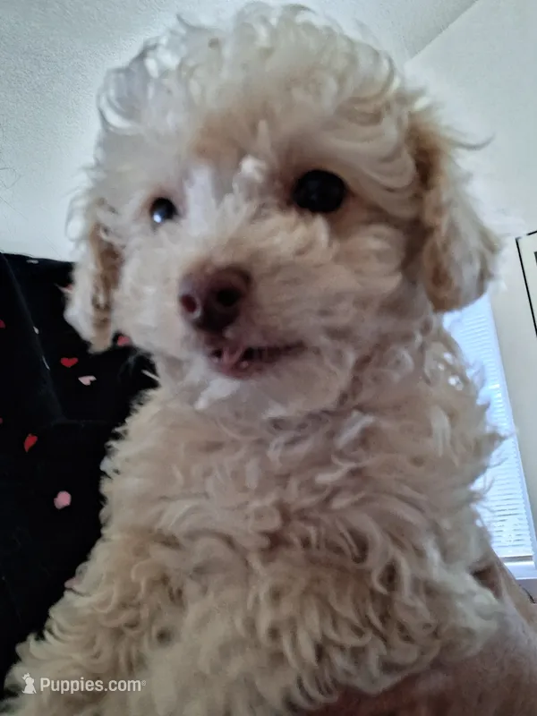Romeo – Poodle - Miniature  puppy for sale in Vestaburg, MI