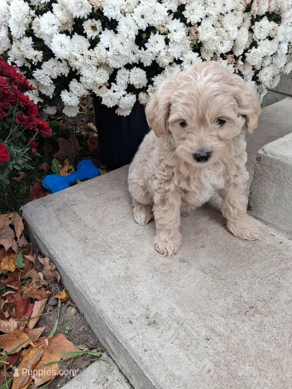 Frank – Shihpoo puppy for sale in Vestaburg, MI