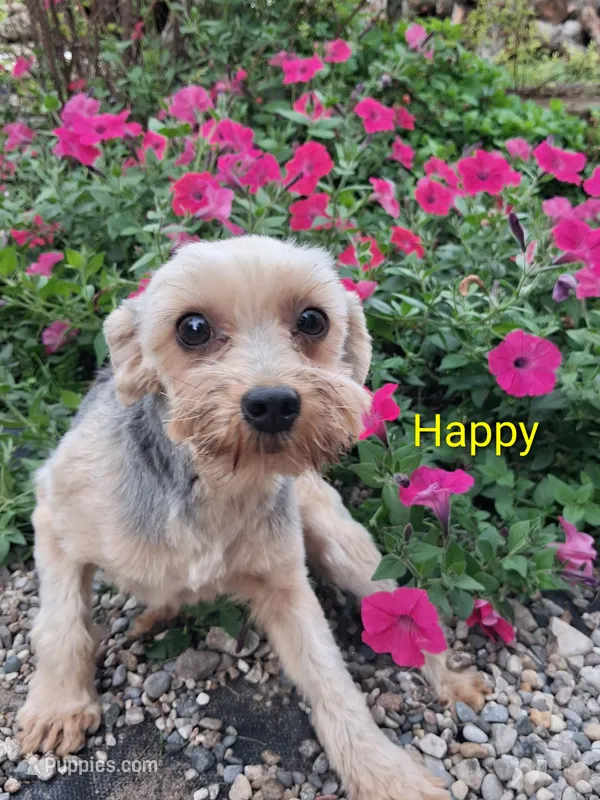 Happy – Yorkshire Terrier puppy for sale in Vestaburg, MI