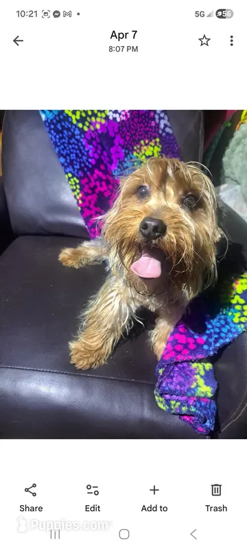 Leo – Yorkshire Terrier puppy for sale in Vestaburg, MI