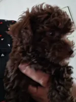 Roxie, a female Poodle - Miniature  for sale in Vestaburg, MI – 2 of 3