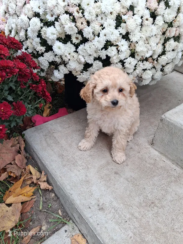 Freida – Shihpoo puppy for sale in Vestaburg, MI