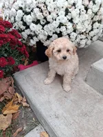 Freida, a female Shihpoo for sale in Vestaburg, MI – 1 of 2