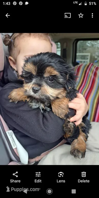 Harvey  – Shorkie puppy for sale in Vestaburg, MI