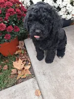Flipper, a male Shihpoo for sale in Vestaburg, MI – 2 of 3