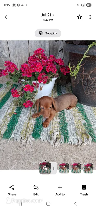 Goldie – Miniature Dachshund puppy for sale in Vestaburg, MI