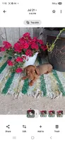 Goldie, a female Miniature Dachshund for sale in Vestaburg, MI – 1 of 1