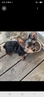 Trixie, a female Yorkshire Terrier for sale in Vestaburg, MI – 3 of 3