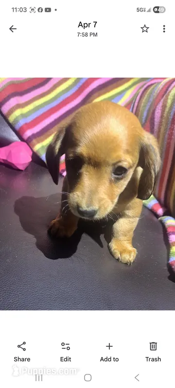 Kissie – Miniature Dachshund puppy for sale in Vestaburg, MI