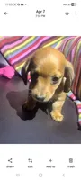 Kissie, a female Miniature Dachshund for sale in Vestaburg, MI – Photo 1 of 3